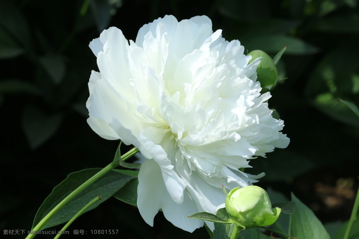 芍药花 芍药 将离 离草 花卉 花儿 花骨朵 花草 植物 园林绿化 绿化景观 花朵 花蕊 芍药牡丹 生物世界