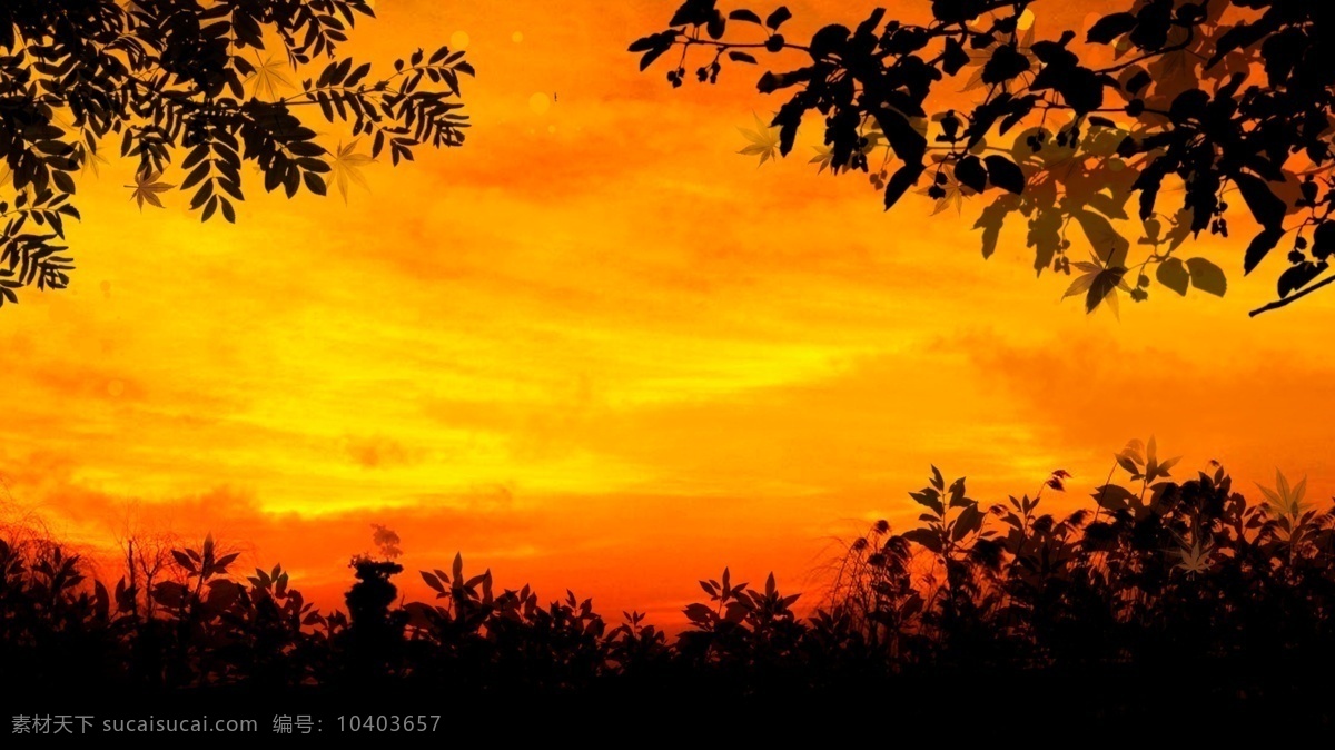 红色 夕阳 下 树叶 剪影 背景 夕阳下
