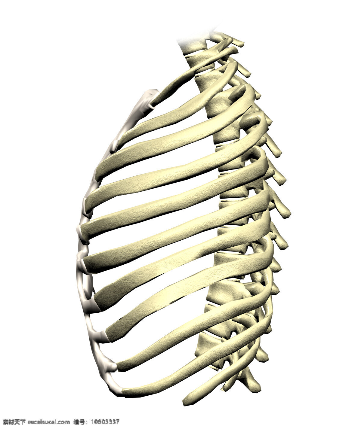 肋骨 胸骨 胸腔 骨骼 人体骨骼 3d器官 人体研究 医学器官 人体解剖 医学器官图鉴 医疗护理 现代科技