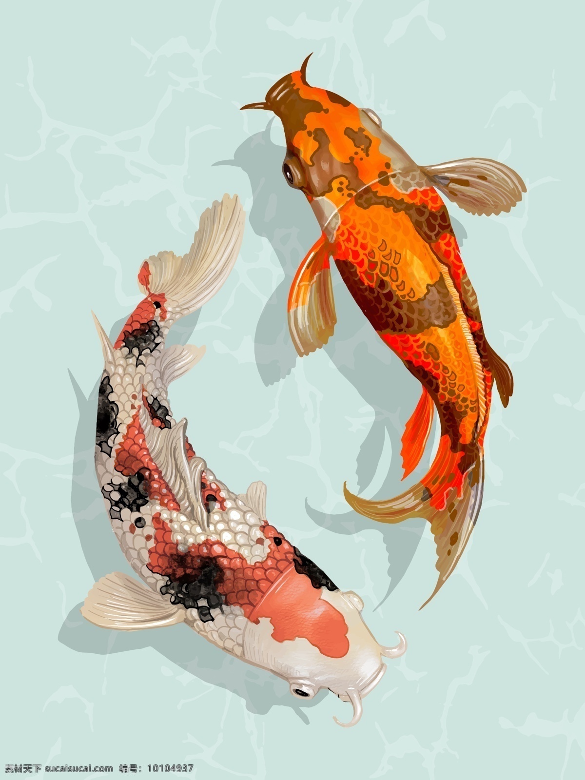 锦鲤鱼 两条 日本 锦鲤 鱼 日本锦鲤 动物 生物世界 鱼类