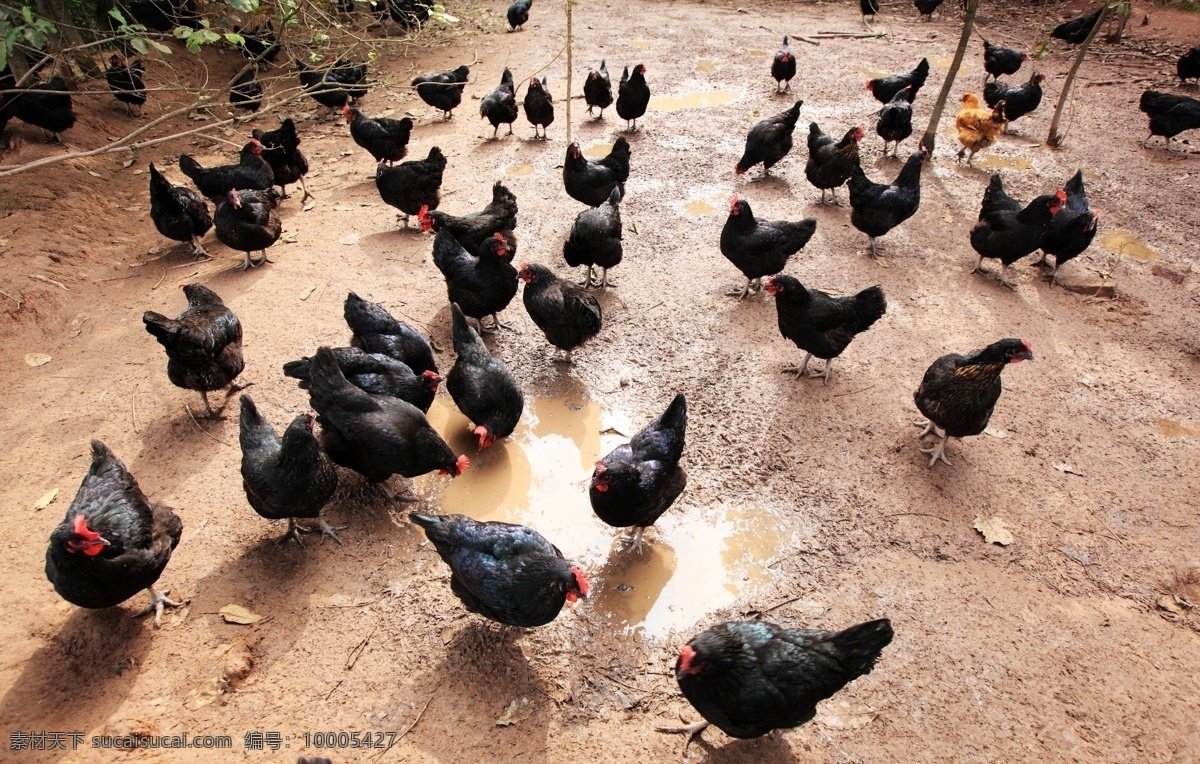 养鸡场 放养鸡 柴鸡养殖 生态养殖 养殖园 散养 畜牧养殖 生物世界 家禽家畜
