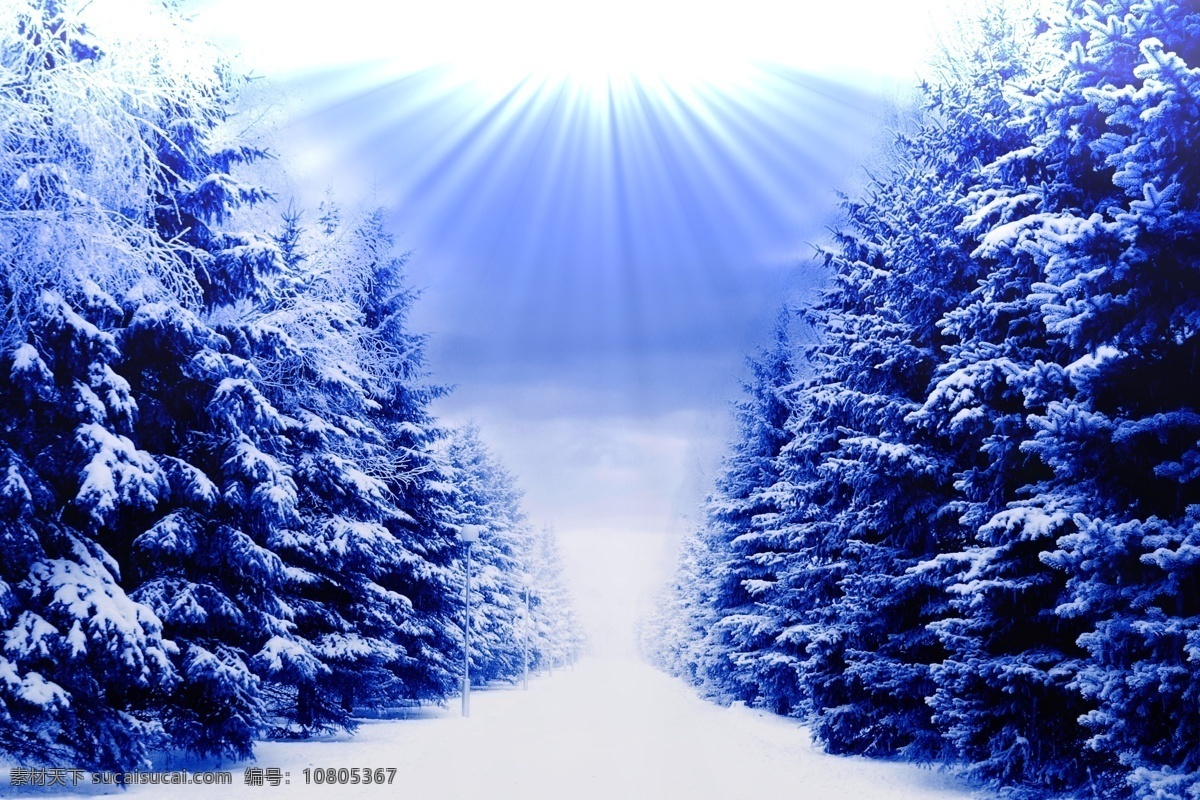冬季景观 冬季 冬天 雪景 美丽风景 景色 美景 树林 自然风景 自然景观 白色