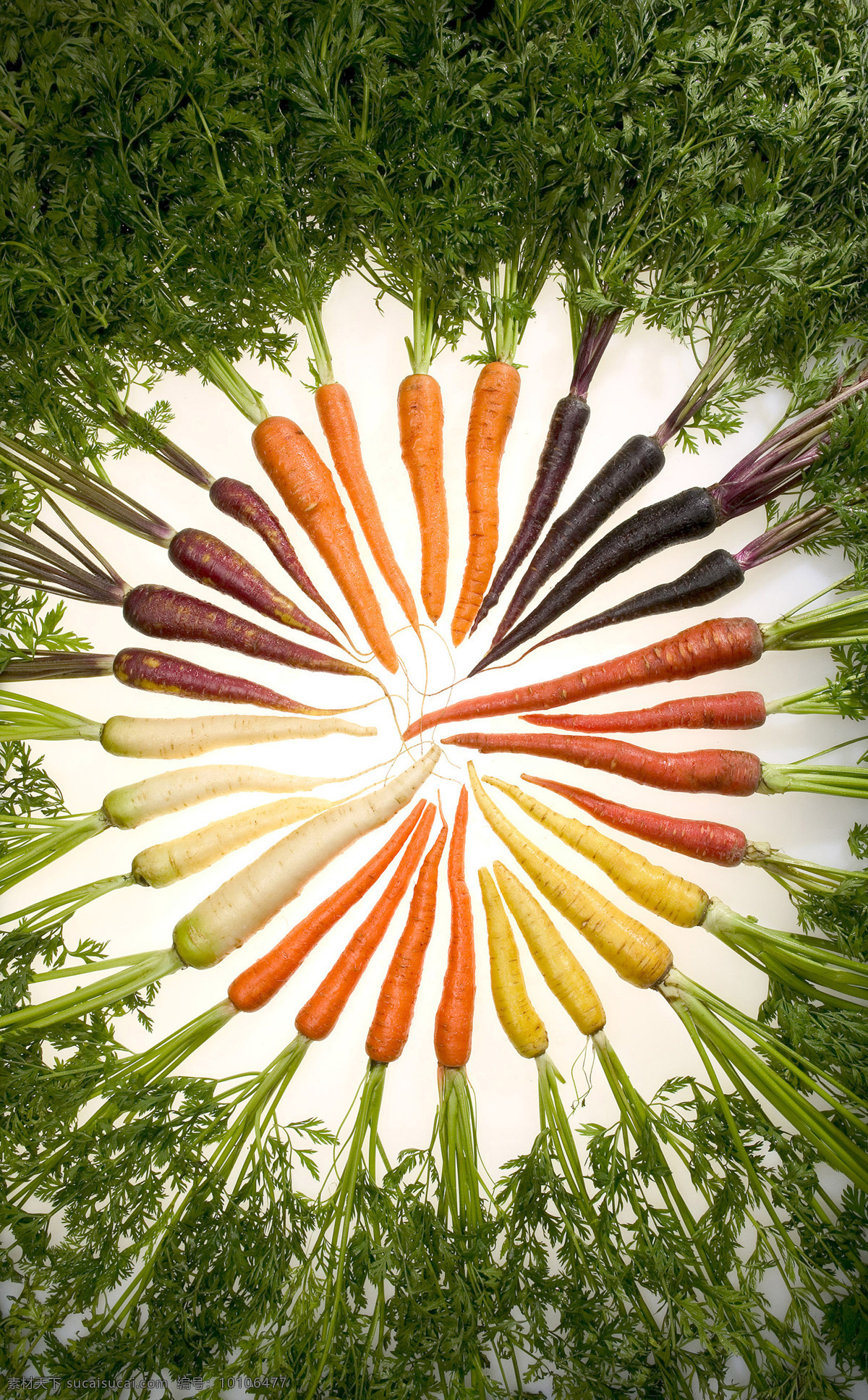 各种 颜色 胡萝卜 颜色丰富 蔬菜 植物 美味 生物世界 摄影图库