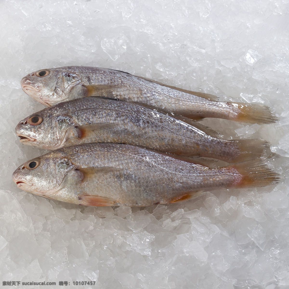 米鱼 海鲜 宁波海鲜 鱼 鲜活鱼 海鱼 东海海鲜 冰鲜 盒马生鲜 生鲜 美食菜肴 生物世界 鱼类