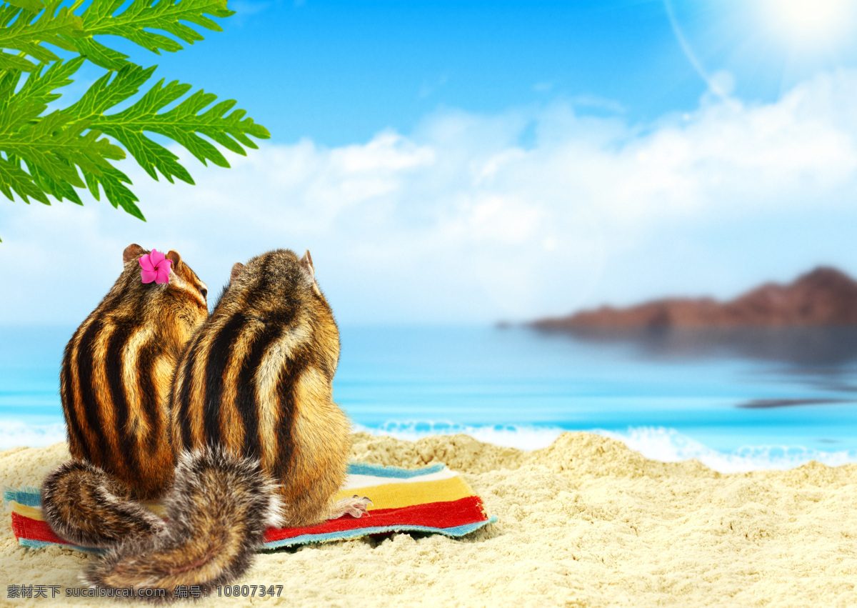做 沙滩 上 看 大海 两 只 松鼠 海边 花鼠 松鼠夫妻 松鼠情侣 度假 休闲 运动 陆地动物 生物世界 白色