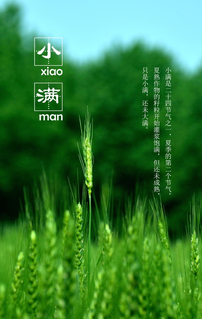 小满地产微信 小满海报 小满节气 小满微信 大满 小麦 麦穗 绿色虚化背景 绿色植物背景 微信推广 微信海报 朋友圈 朋友圈图片 微博图 地产微推图 商业地产 微信 微信单图 地产微信 二十四节气 24节气 农历节气 节气微信 节气海报 地产节日微信 高端 大气