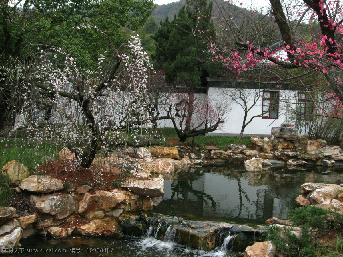 超山 公园 杭州 梅花 梅花背景 梅花素材 超山公园 公园一景 漂亮梅花 超山梅花 风景 生活 旅游餐饮