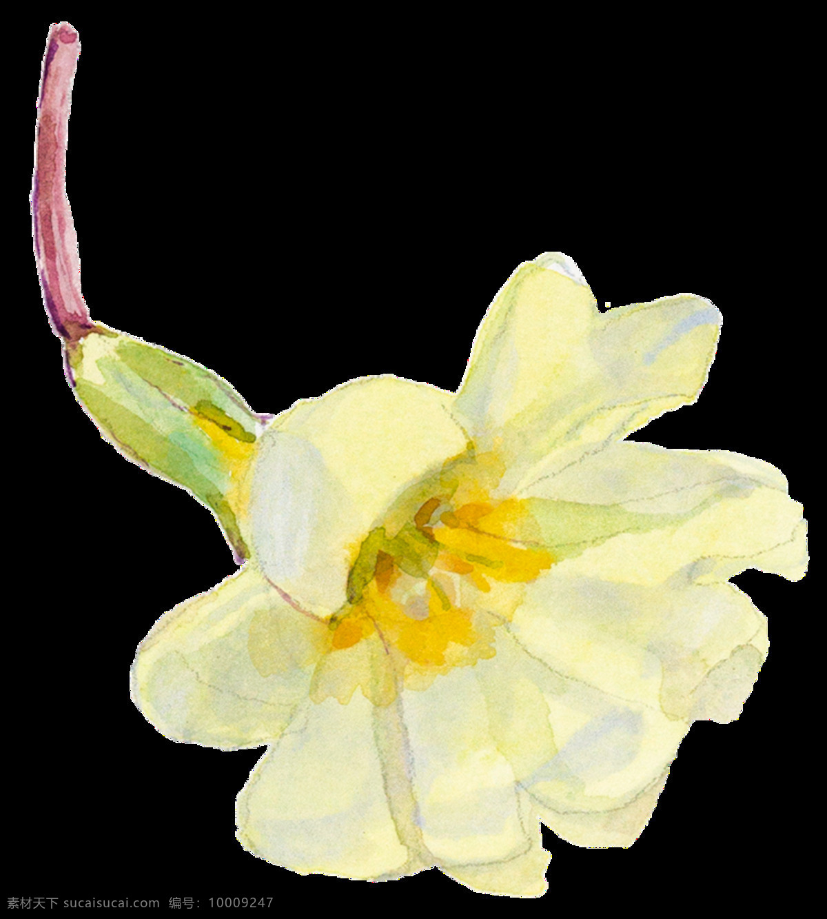 黄白色 手绘 水仙 水彩 透明 花朵 透明素材 装饰素材