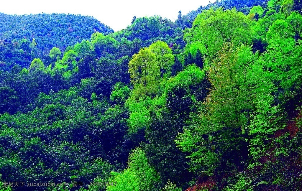 半 湿 性 常绿阔叶林 阔叶林 高黎贡山 自然 公园 自然公园 大树 风景 景观 旅游自然景观 摄影图库 自然风景 漂亮的风景 自然景观