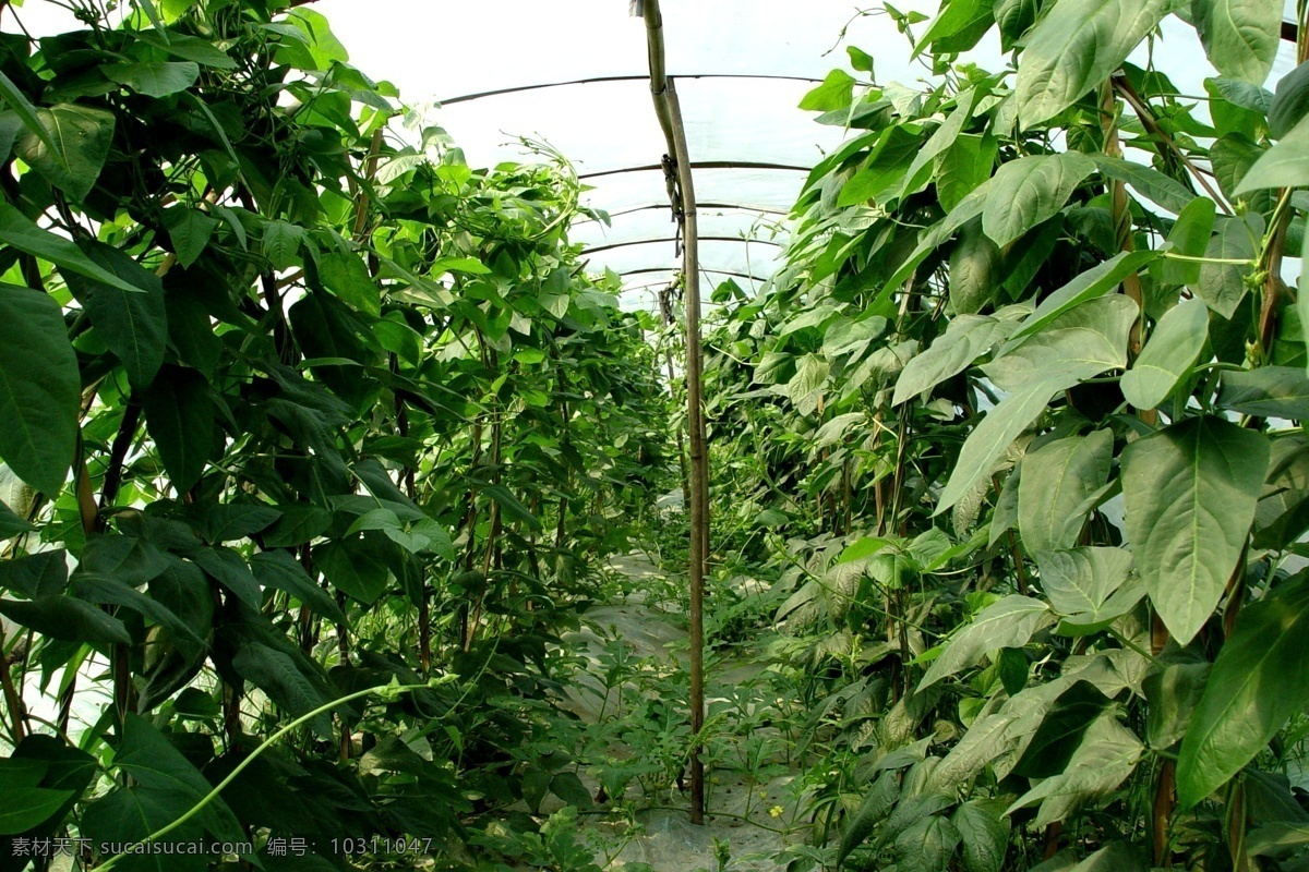 大棚 蔬菜 绿色 生物世界 植物 大棚蔬菜 风景 生活 旅游餐饮