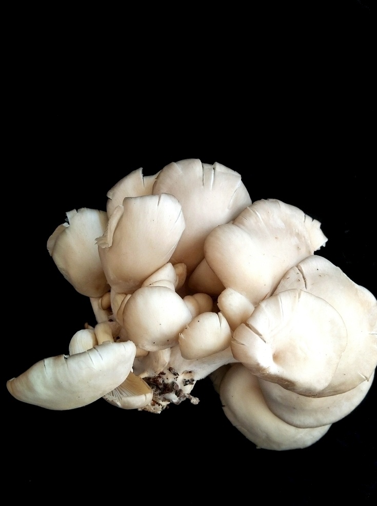 平菇 蘑菇 菌类 火锅食材 蔬菜 绿色 新鲜 黑底拍摄 食材 生物世界