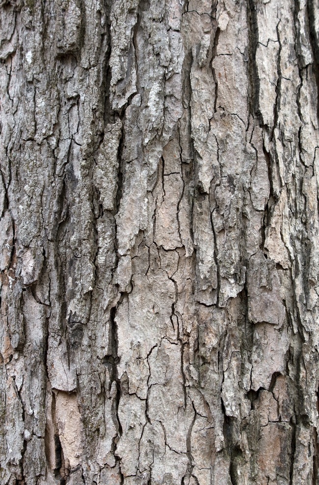 天然树皮 树皮背景 树皮素材 树干肌理 树皮纹路 树皮细节 树皮特写 树皮 树皮花纹 生物世界 树木树叶