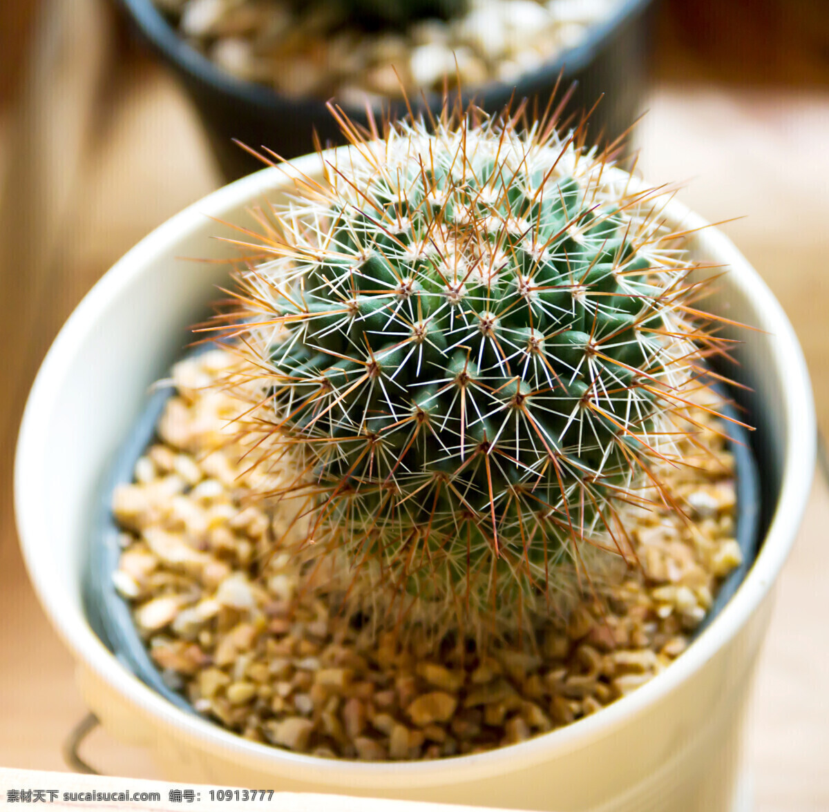 仙人球 仙人掌植物 植物摄影 景观植物 花草树木 生物世界 白色