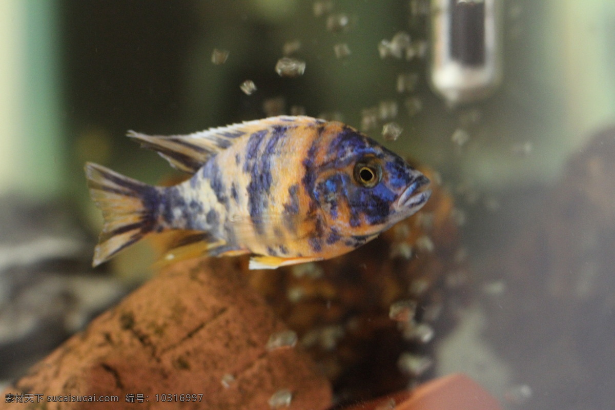 ob 孔雀 热带鱼 生物世界 鱼类 ob孔雀 马鲷 三湖 观赏鱼 慈鲷