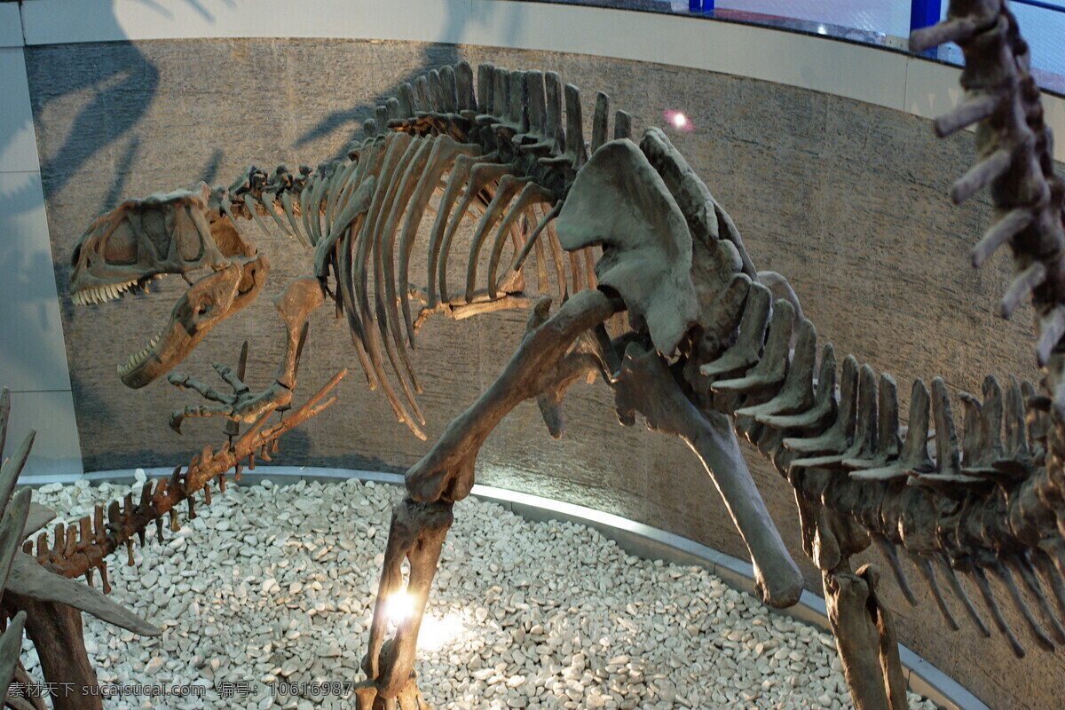 恐龙骨骼标本 骨骼 标本 恐龙 动物 野生动物 生物世界