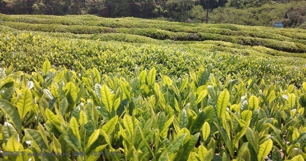 茶叶 茶园 茶树 茶山 婺源绿茶 婺源 高山茶 自然景观 田园风光