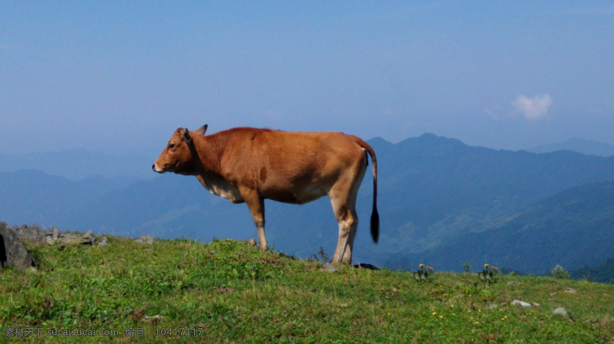 牛 黄牛 家禽 家禽牛 草原牛 生物世界 家禽家畜