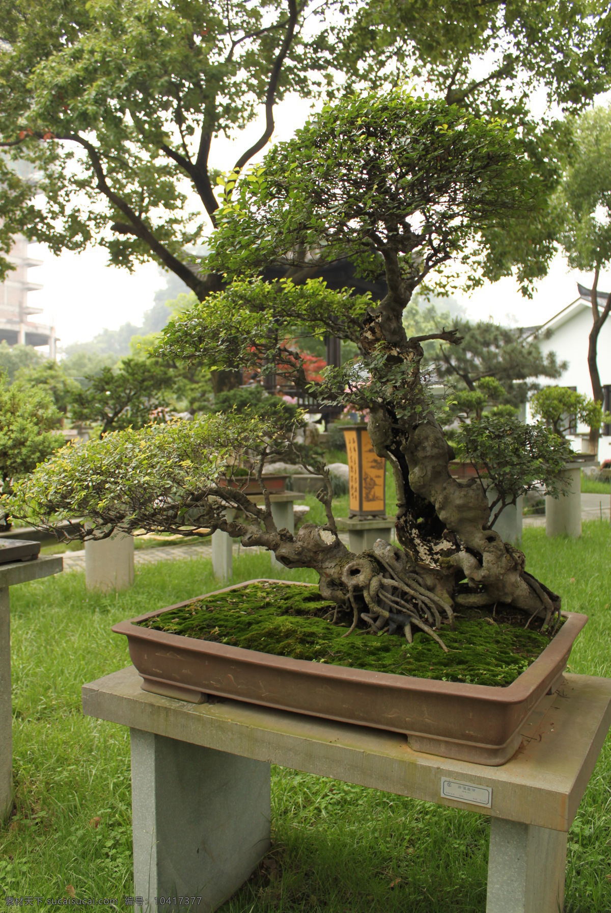 榆树盆景 沈冶民作品 榆树 树桩盆景 温州盆景大师 马鞍池公园 花卉 园艺 盆景世界 树木树叶 生物世界