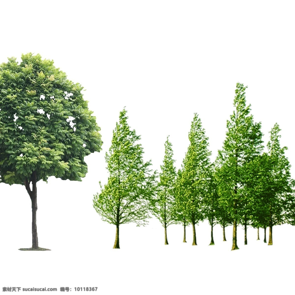 组 树 右面 棵 一个 层 一组树 树木 树叶 绿树 大树 小树 树苗 树素材