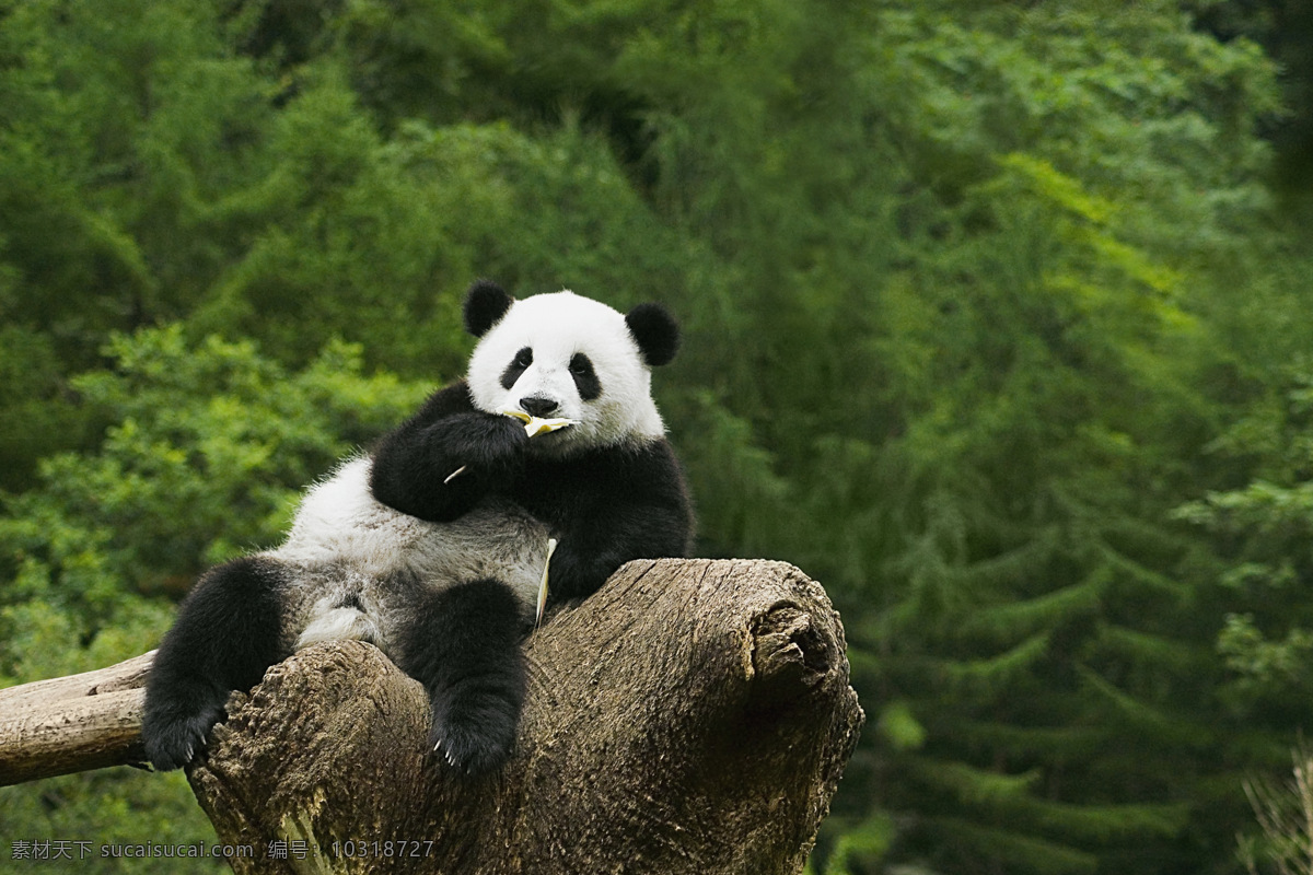 可爱 大熊猫 高清图片 jpg图库 摄影图片 野生动物 熊猫 生物世界 熊猫特写 享受 日 浴 树桩 猫咪图片