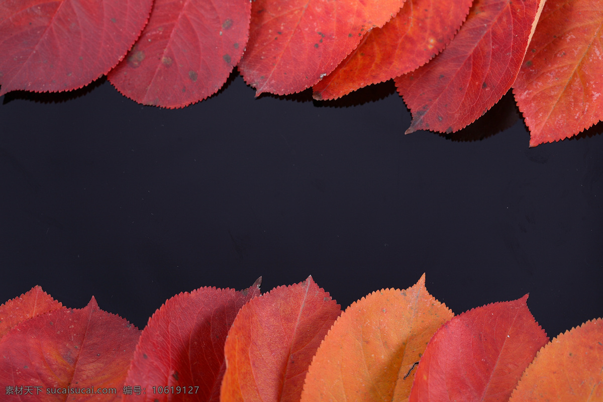 红色 秋天 落叶 红色叶子 秋天落叶 叶子 叶片 秋天主题 美丽自然风景 花草树木 生物世界