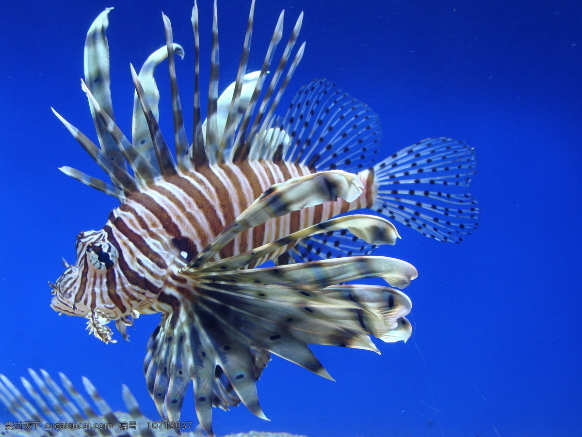 狮子 鱼 海底 海洋生物 生物世界 鱼类 狮子鱼 观赏鱼