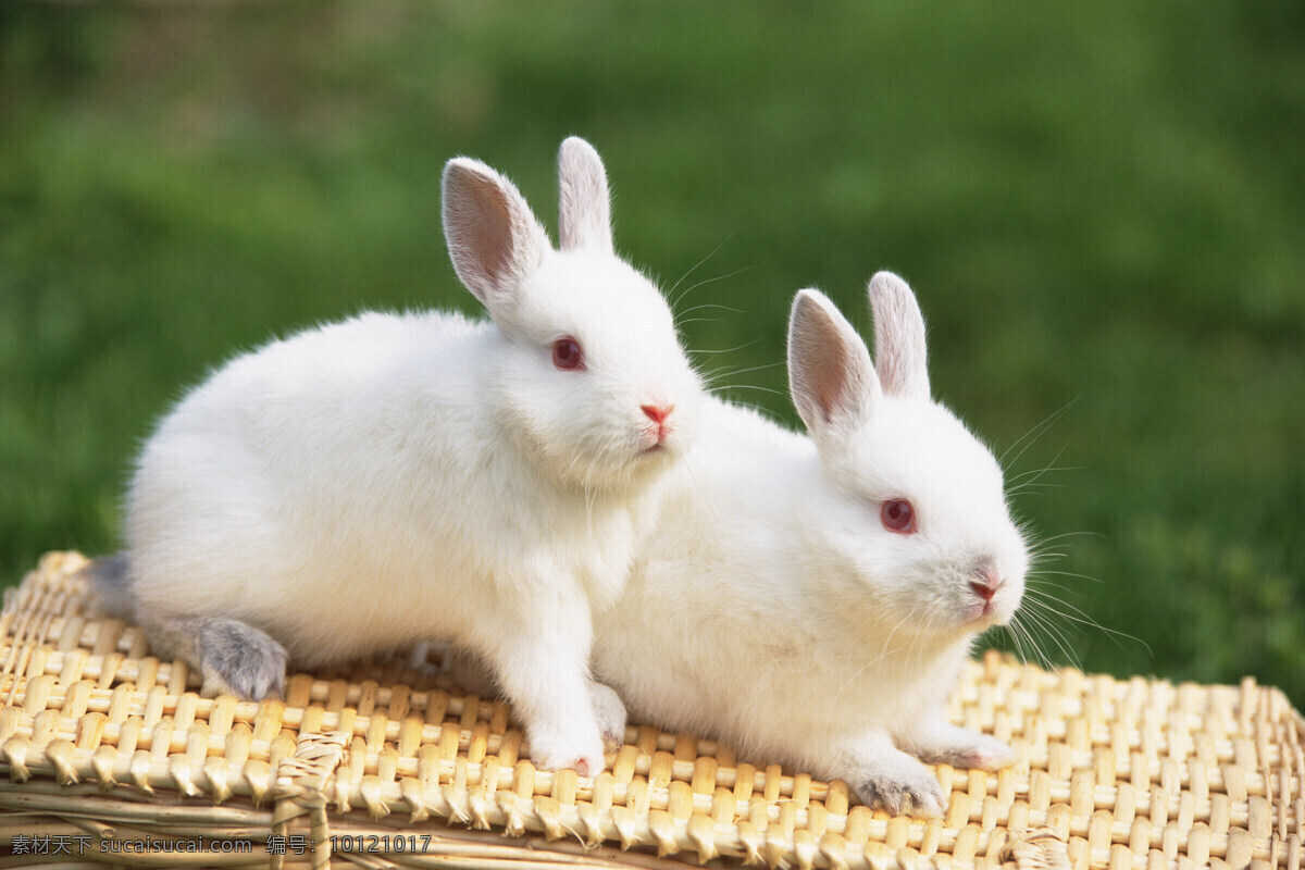 两只小白兔 宠物兔 兔子 小兔子 兔子图片 兔子照片 野兔 家兔 生物 宠物 兔 哺乳动物 动物 生物世界 家禽家畜 摄影图库