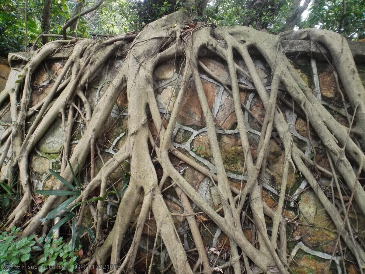 树根 根 根系 大树 树 植物 贴图 背景 生物世界 树木树叶