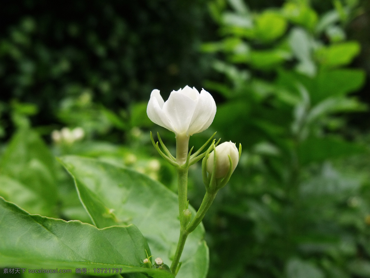 白色的花 花瓣 花草 花朵 绿叶 茉莉花 森林 叶 水珠 水滴 雨水 生物世界