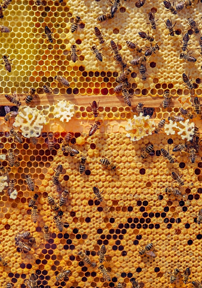 蜜蜂 蜂巢 蜂窝 昆虫 蜂蜜 蜂箱