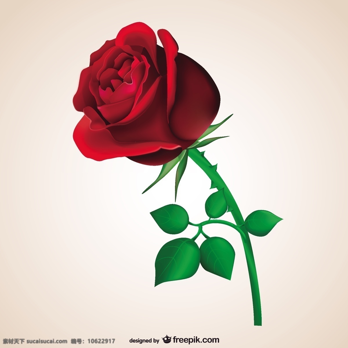 热情的红玫瑰 玫瑰 情人节 红色 浪漫 激情 充满激情