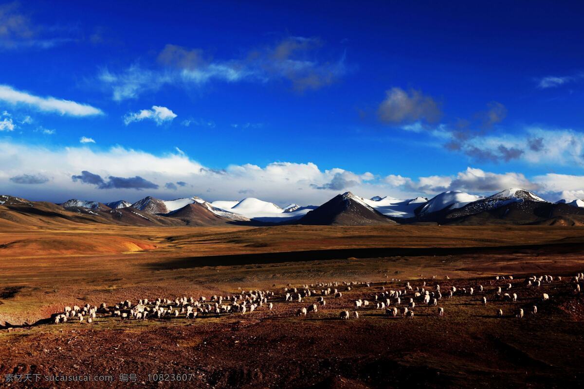 雪山羊群 蓝天白云 火车去西藏 雪山 青藏线风景 牛群羊群 盆地高原 辽阔苍茫 壮观美景 西藏 自然风景 旅游摄影
