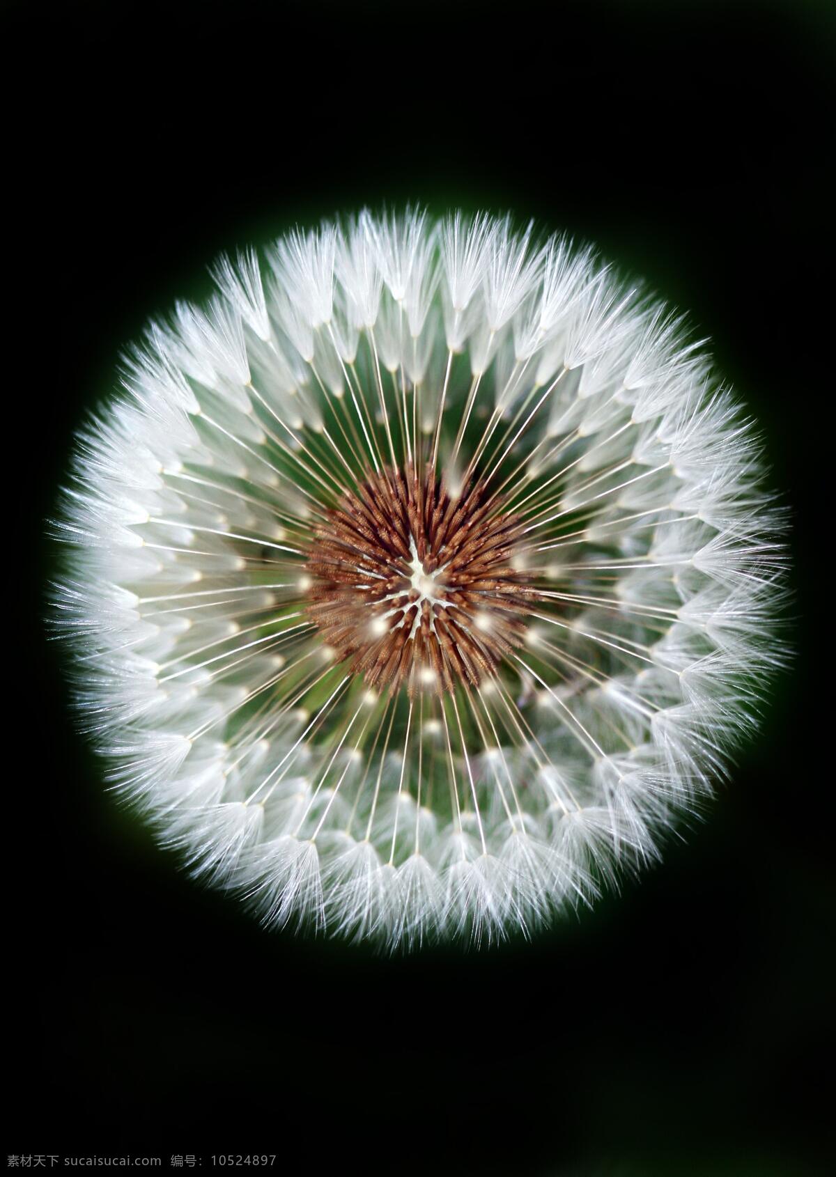 美丽 蒲公英种子 高清壁纸 近景 色彩 自然 生物世界 花草 摄影图片 黑色 田园风光 花类 自然景观 自然风景