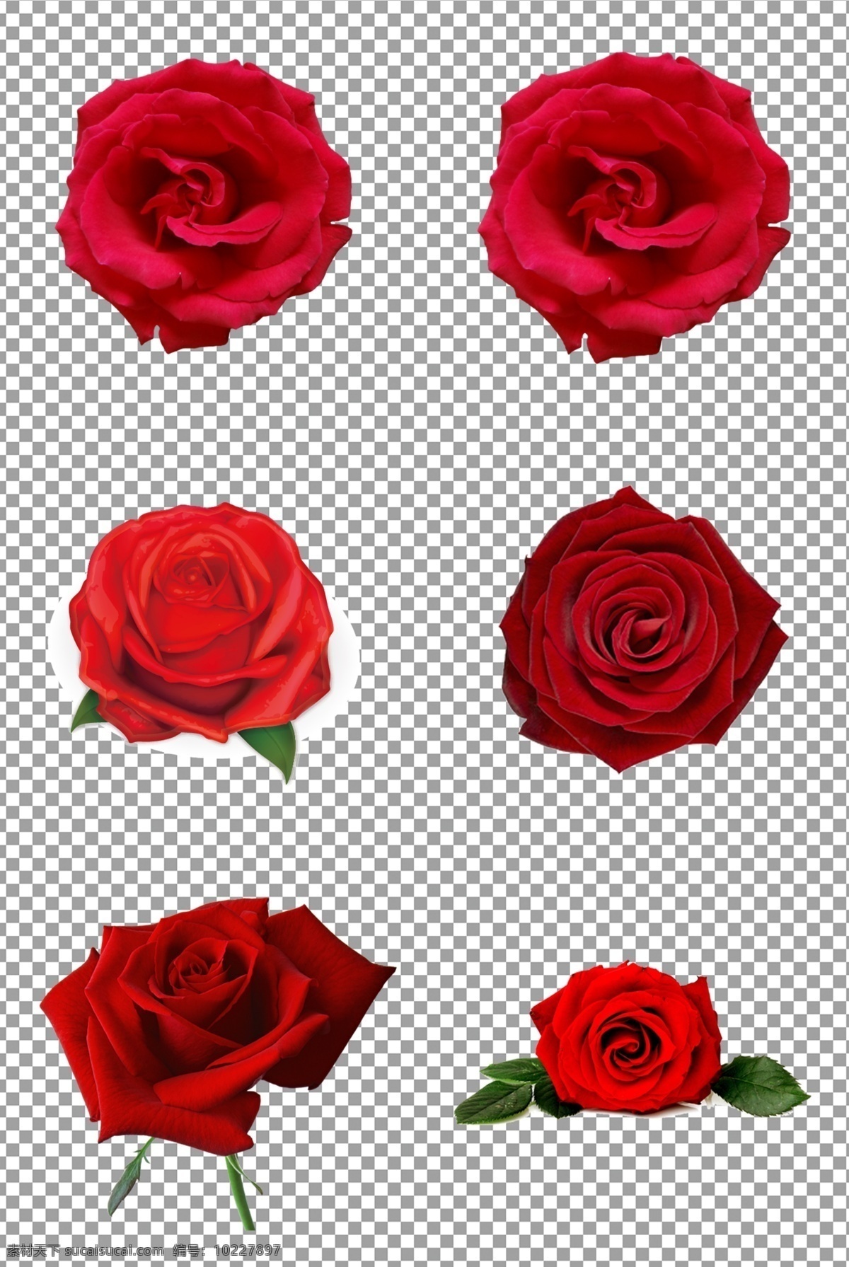 红色玫瑰 精美 玫瑰花 花朵 红色 玫瑰 植物 鲜花 免抠 无背景 免抠图 抠图 元素 透明 通道 png免抠图 分层