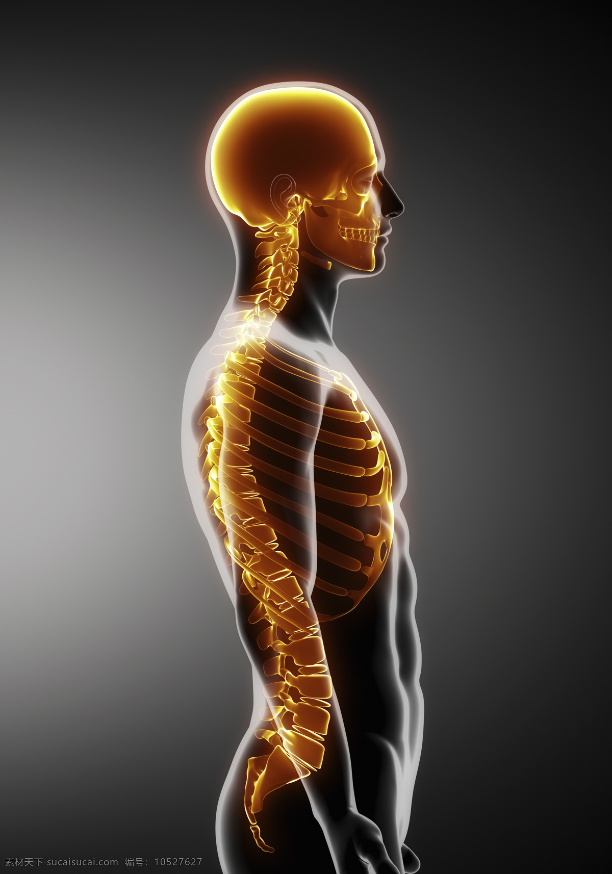 人体 骨架 骨骼 侧面 男性人体侧面 脊椎 脊髓 男性人体器官 医疗科学 医学 人体器官图 人物图片