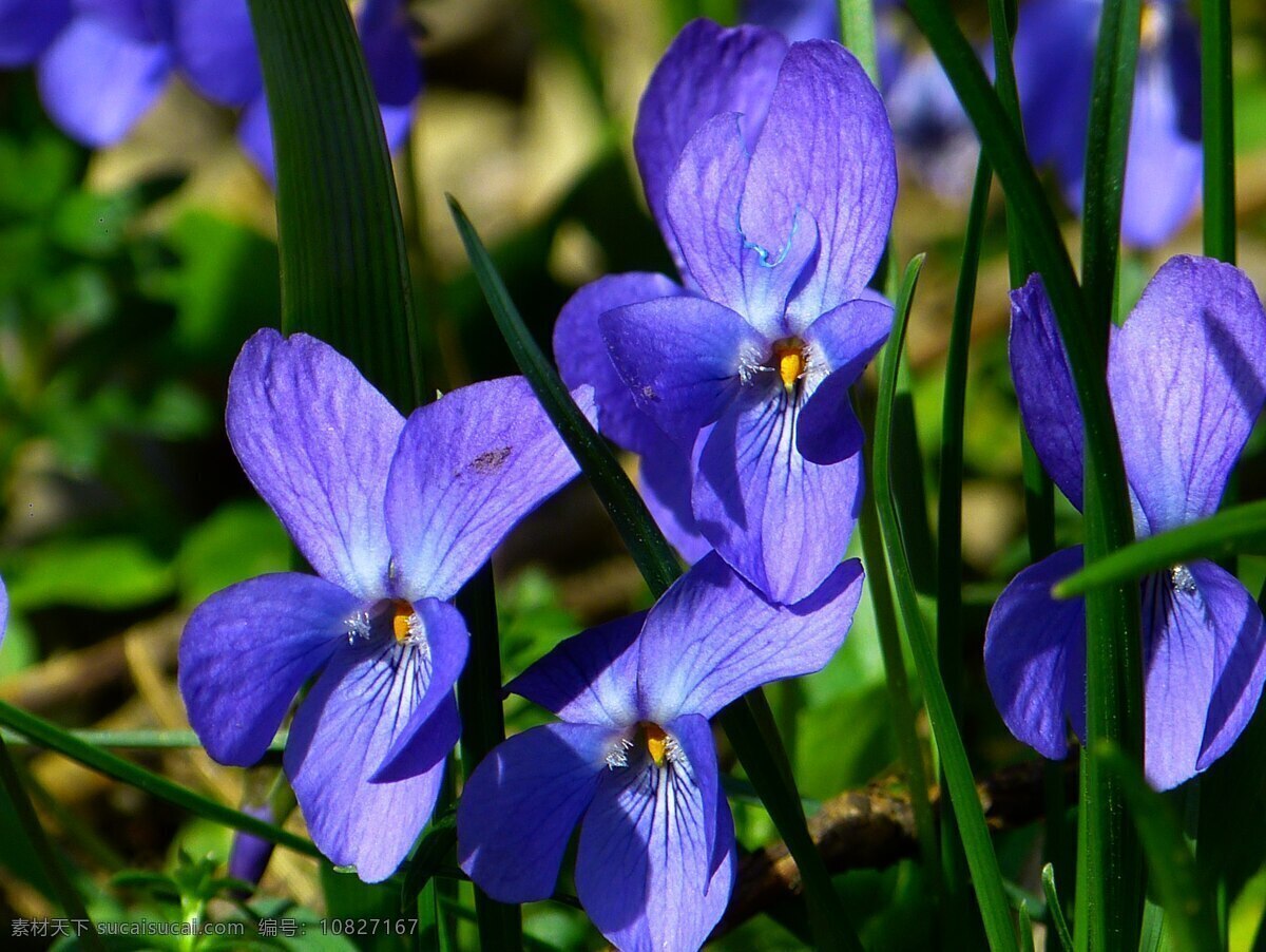 紫罗兰 鲜花 花卉 花朵 花瓣 花语 花艺 花草植物树木 生物世界 花草