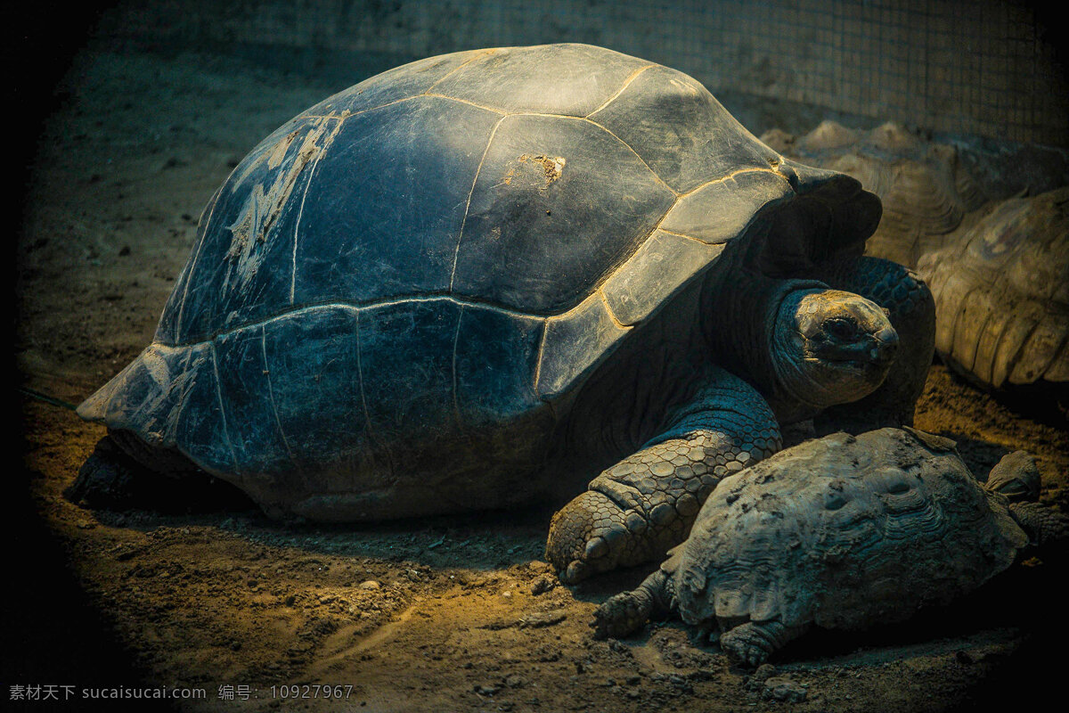 龟 乌龟 动物园 爬 大乌龟 生物世界 野生动物
