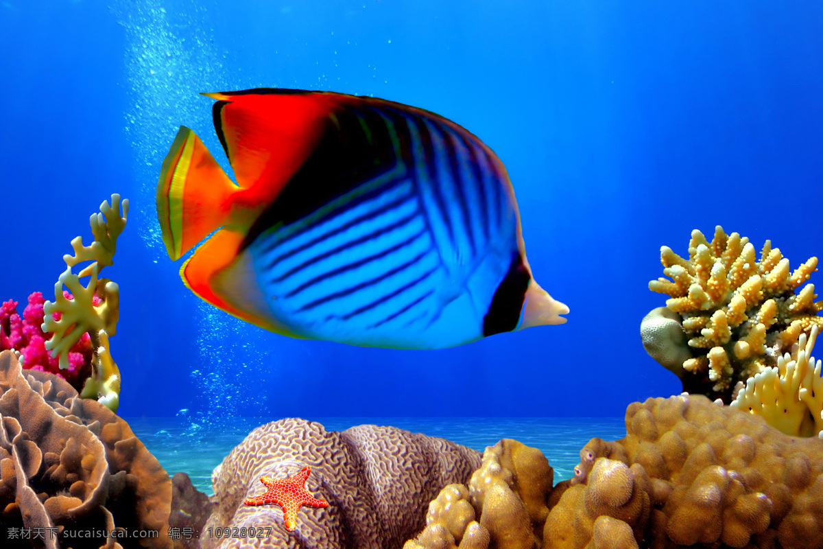 热带鱼 海洋 鱼 蓝色 珊瑚 贝壳 鱼类 生物世界