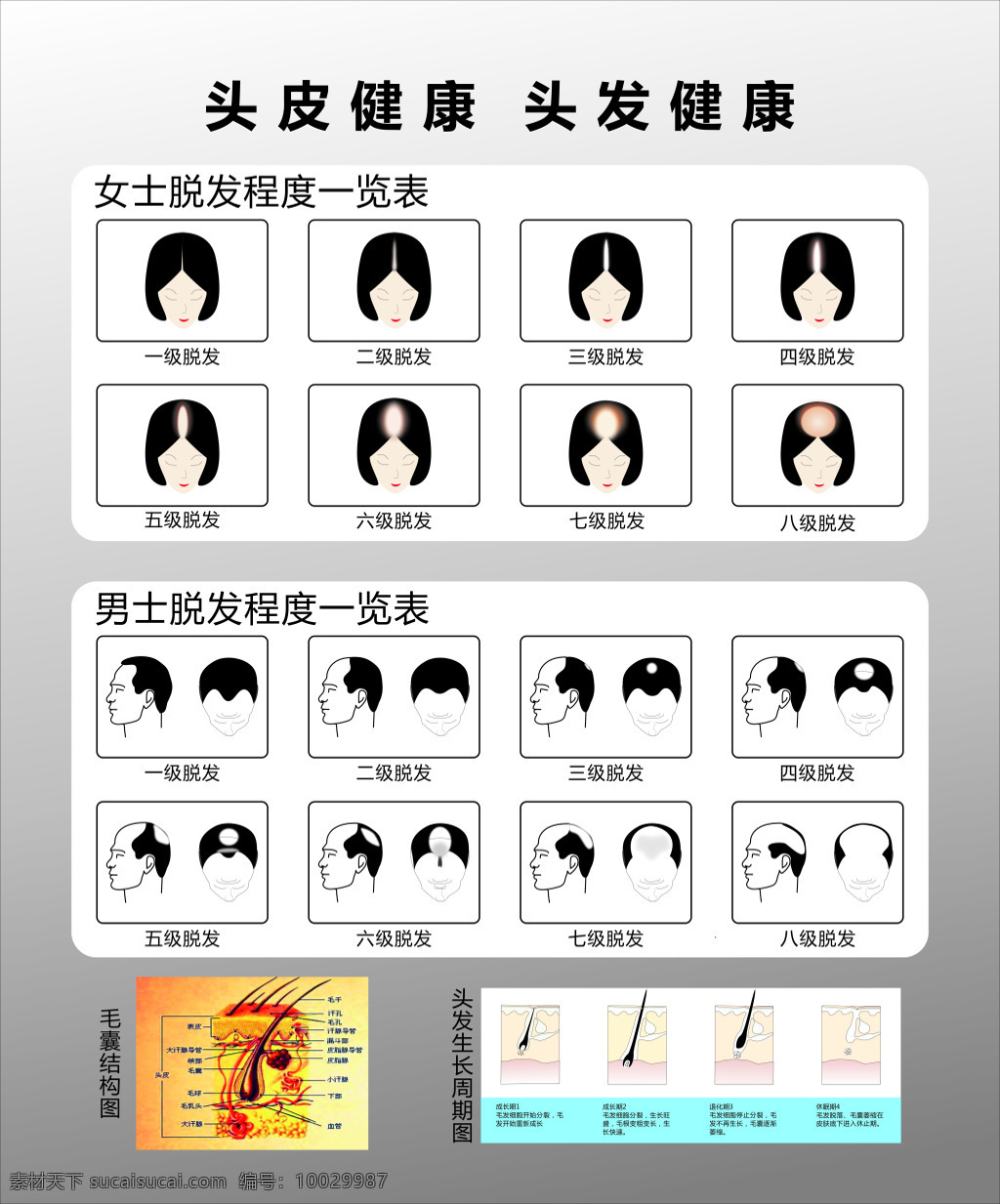 头发 分级 示意图 男 女式 脱发 毛发生长周期 分级示意图 毛发 头皮 健康 毛囊