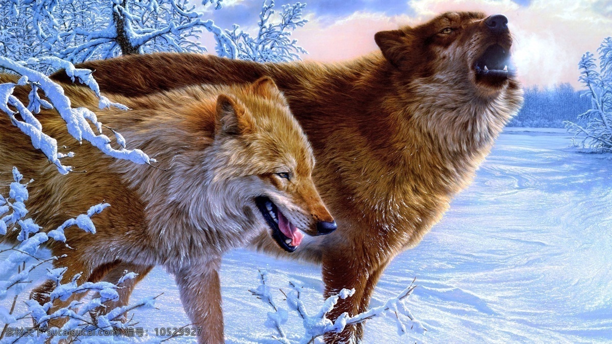 草原狼 野狼 狼 狼群 狼图腾 狼嚎 野生动物 生物世界