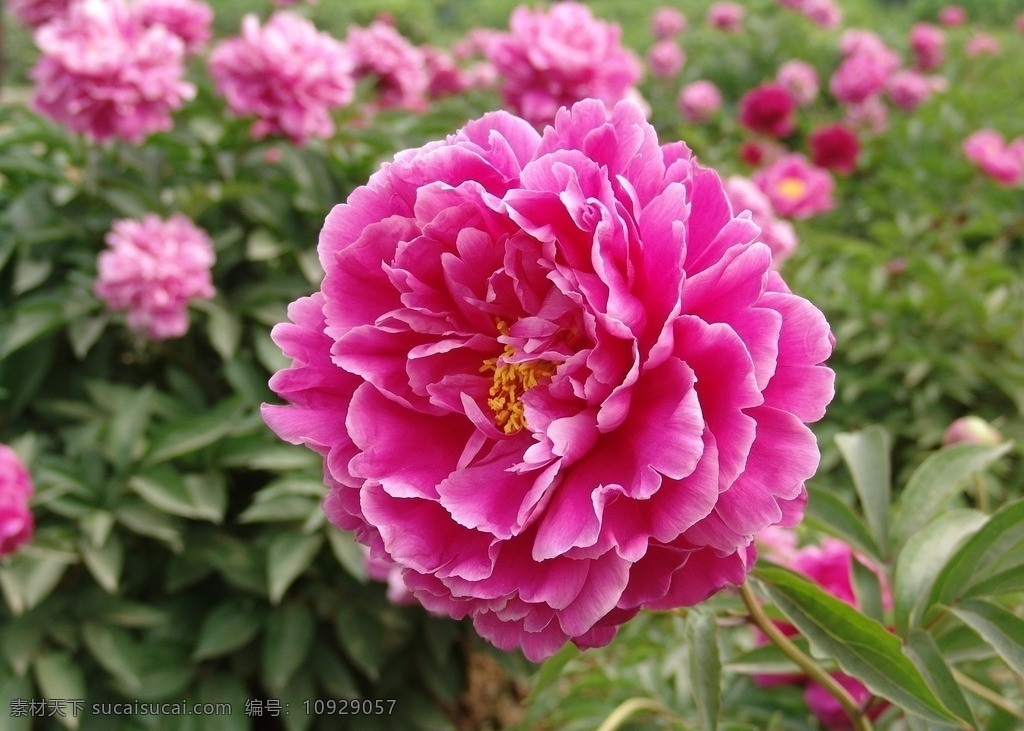 牡丹花 河南洛阳 红色花 花朵 花辩 花草 生物世界