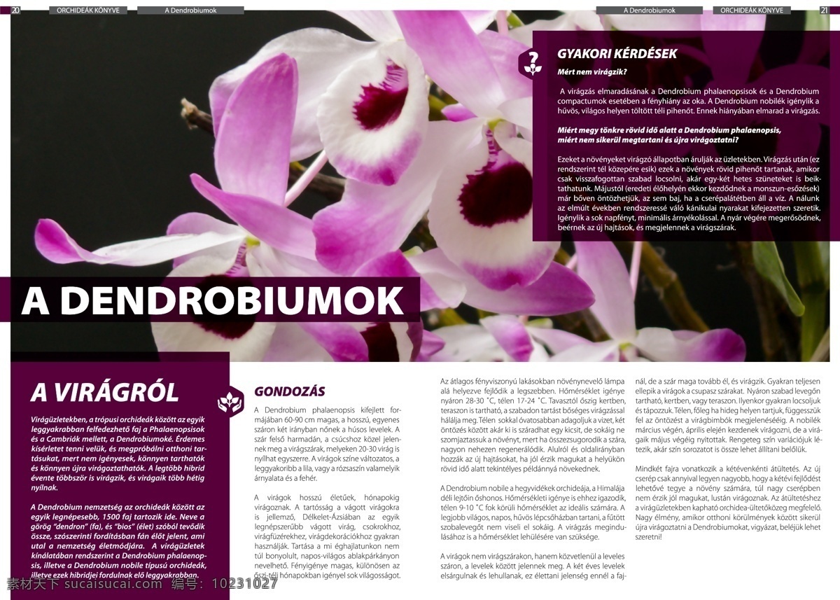 精美植物画册 画册 植物 生物世界 紫色 兰花 蝴蝶兰 花朵 花开 白色