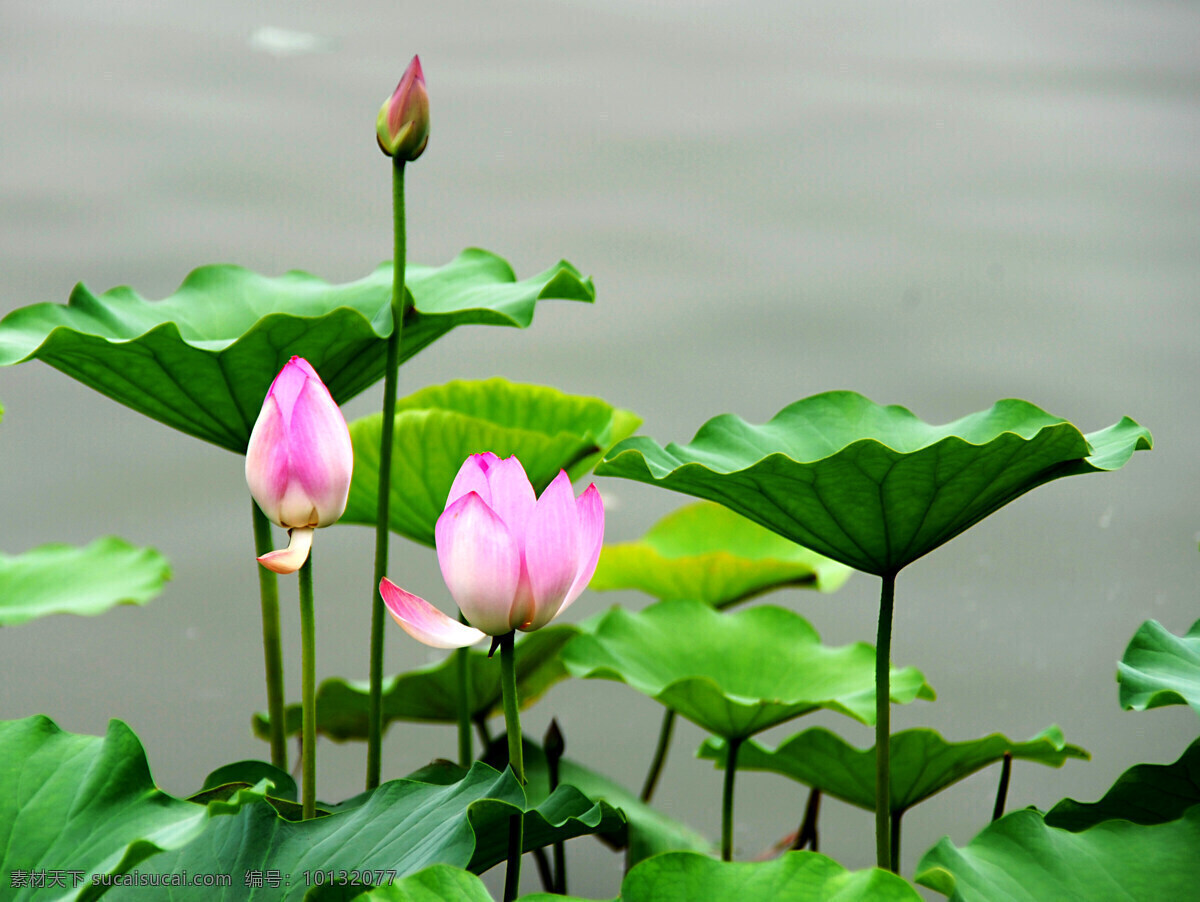 荷花 夏荷 小荷 芙蓉 莲花 红莲 荷叶 绿水 花苞 夏日的荷花 花草 生物世界