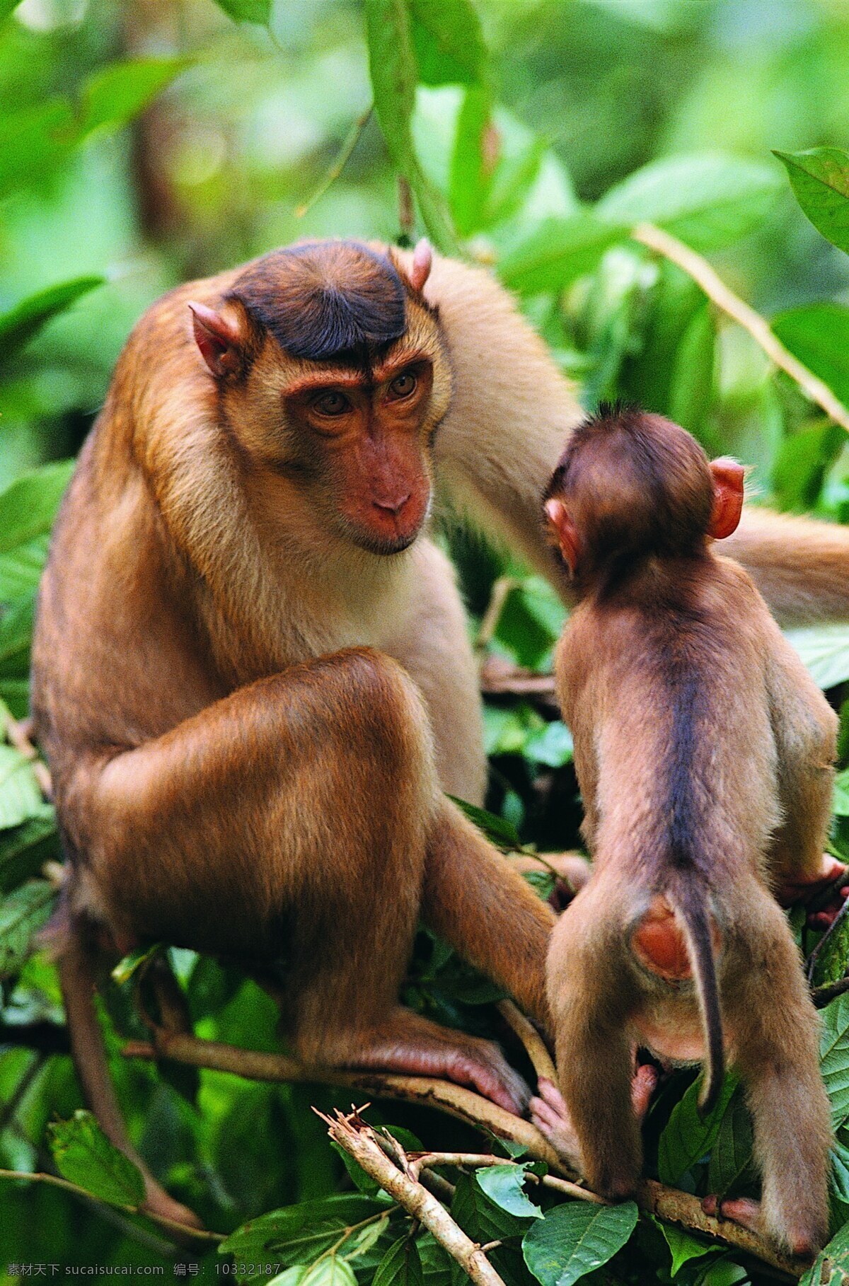 猿类 猿人 猿科动物 动物 猴子 猿