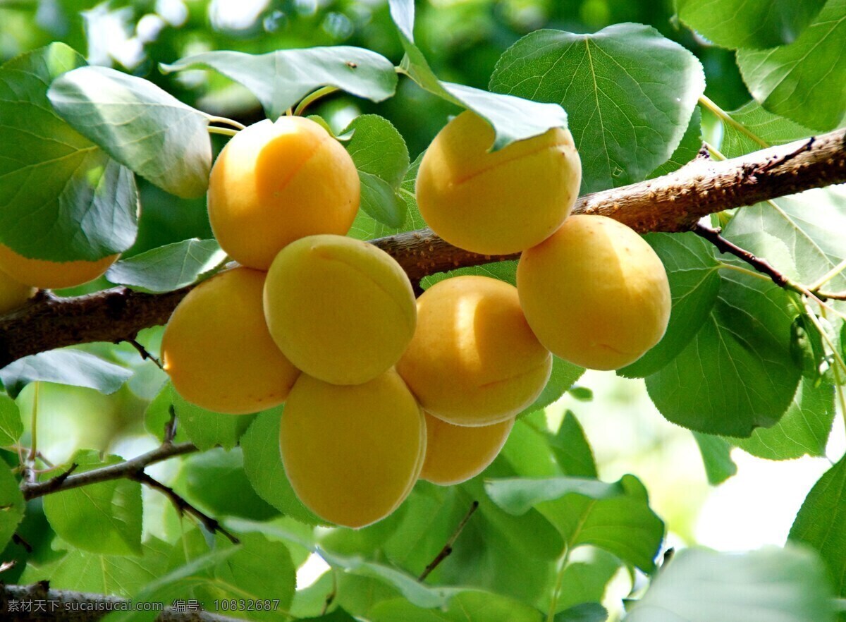 黄澄澄的杏子 唯美 水果 鲜果 新鲜 杏子 黄杏 生物世界