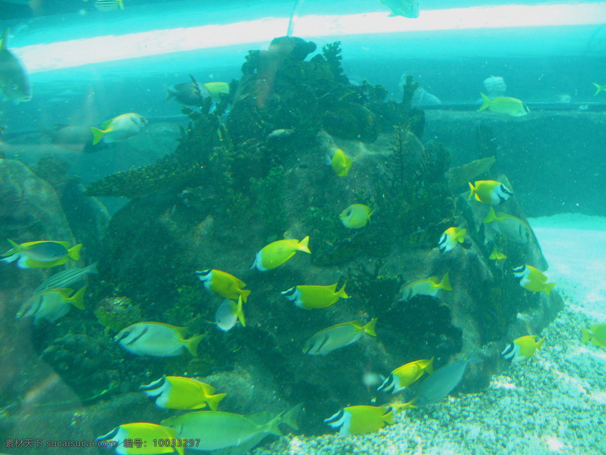 鱼群 海底 海底世界 海洋生物 珊瑚 摄影图库 生物世界 水族 珊瑚鱼群 鱼类