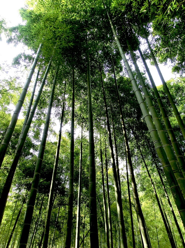 翠竹 毛竹子 毛竹海 毛竹枝 毛竹叶 毛竹叶子 毛竹树枝 毛竹枝叶 毛竹干 毛竹竿 阳光竹子 毛竹背景 竹海 竹子图片 竹子素材 竹子特写 高清竹子 高清竹叶 高清竹林 卡通竹子 手绘卡通 竹林 幽静 石阶 登山 徒步 绿色 竹 竹节 楠竹 毛竹 南竹 江南竹 茅竹 自然景观 自然风景