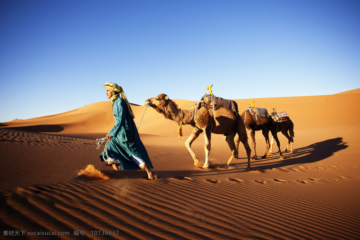沙漠 驼队 大漠 戈壁 沙丘 骆驼队 丝绸之路 沙丘沙山 沙漠风光 西域文化 驼铃 旅游