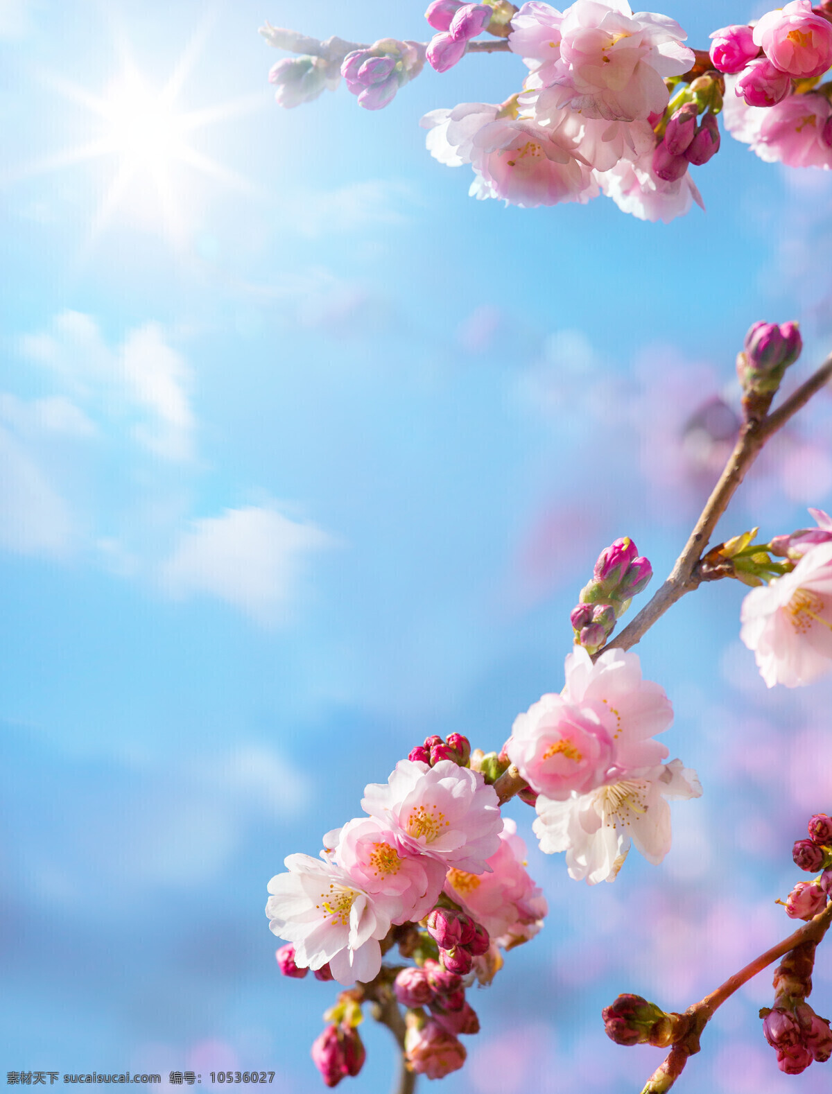 蓝天 阳光 下 花朵 近景 蓝天花朵 阳光花朵 自然 树枝 花枝