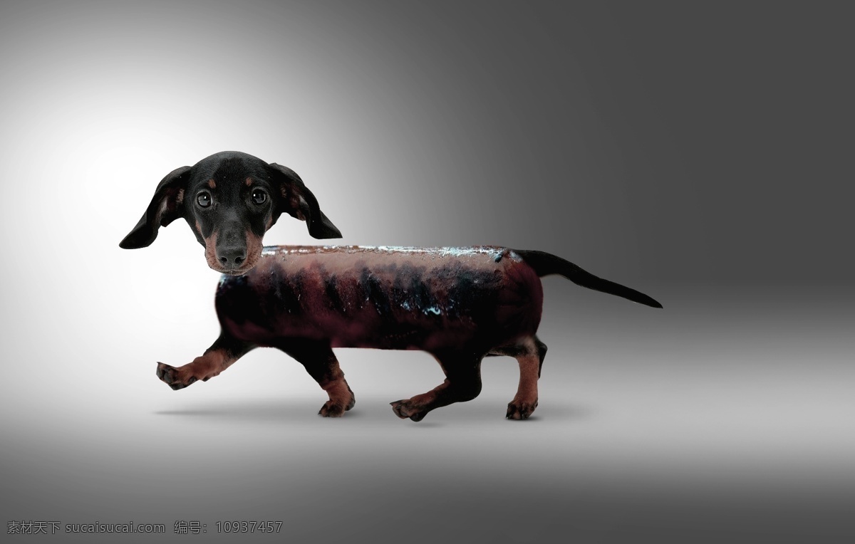腊肠 狗 创意 调色 完整 修 图 腊肠狗 广告